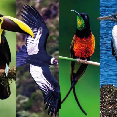 Ecuador Birds Tours banner