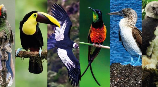 Ecuador Birds Tours banner